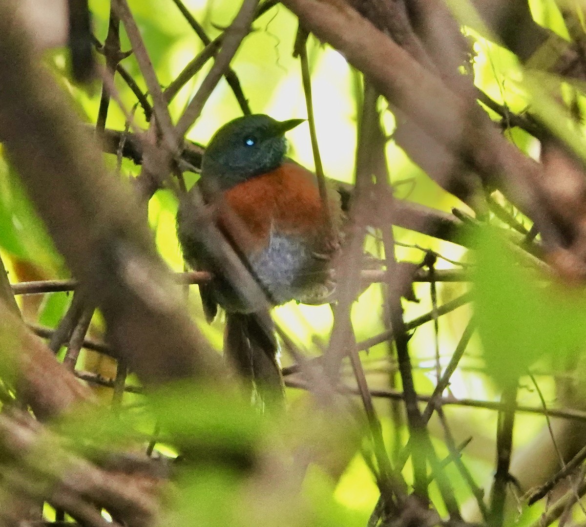 Rufous-breasted Spinetail - ML611227070