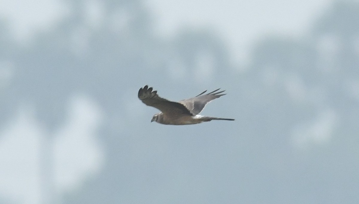 Montagu's Harrier - ML611227075