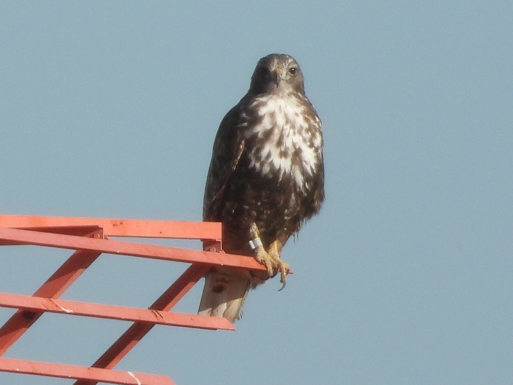 Red-tailed Hawk (Harlan's) - ML611227107