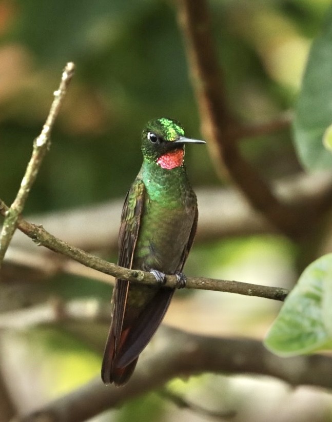 Brazilian Ruby - Janaina Souza