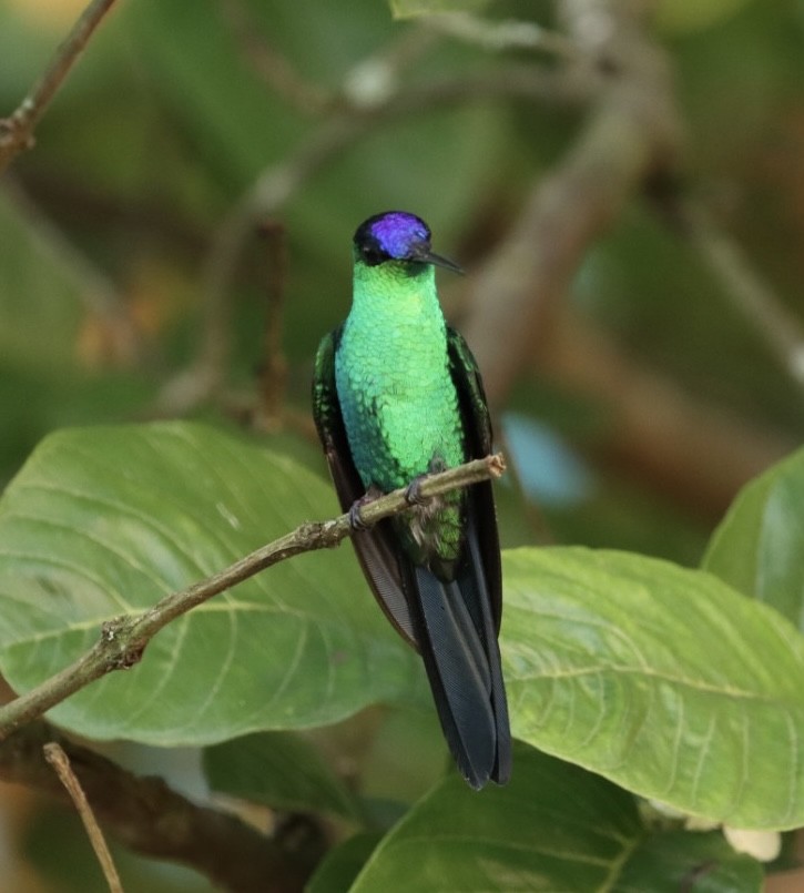 Violet-capped Woodnymph - ML611227151