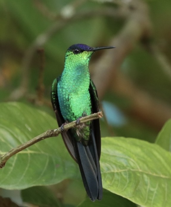 kolibřík fialovotemenný - ML611227152