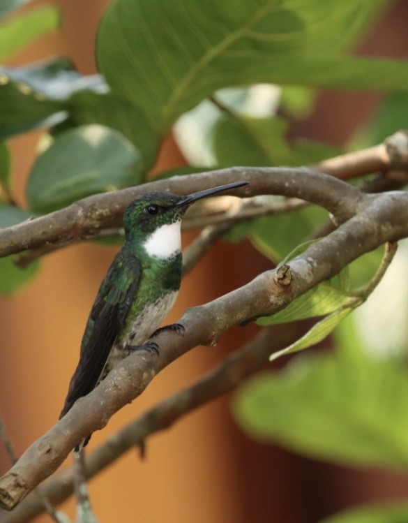 White-throated Hummingbird - ML611227157