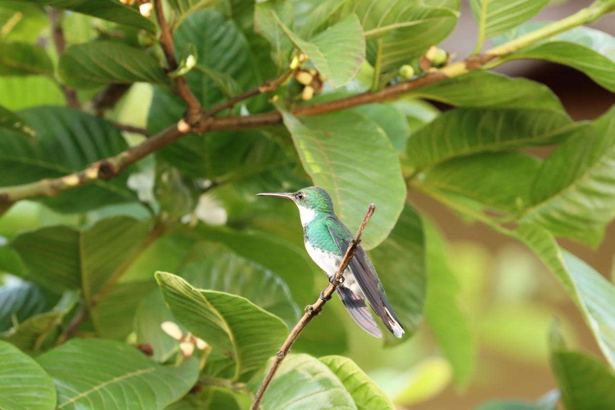 White-throated Hummingbird - Janaina Souza