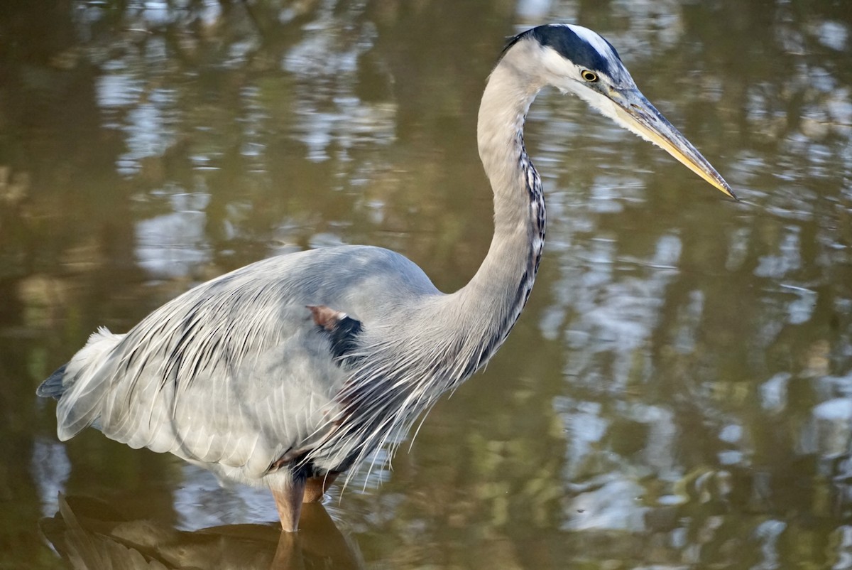 Great Blue Heron - Laura Sisitzky