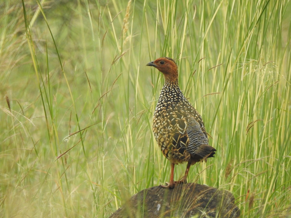 Painted Francolin - ML611227272