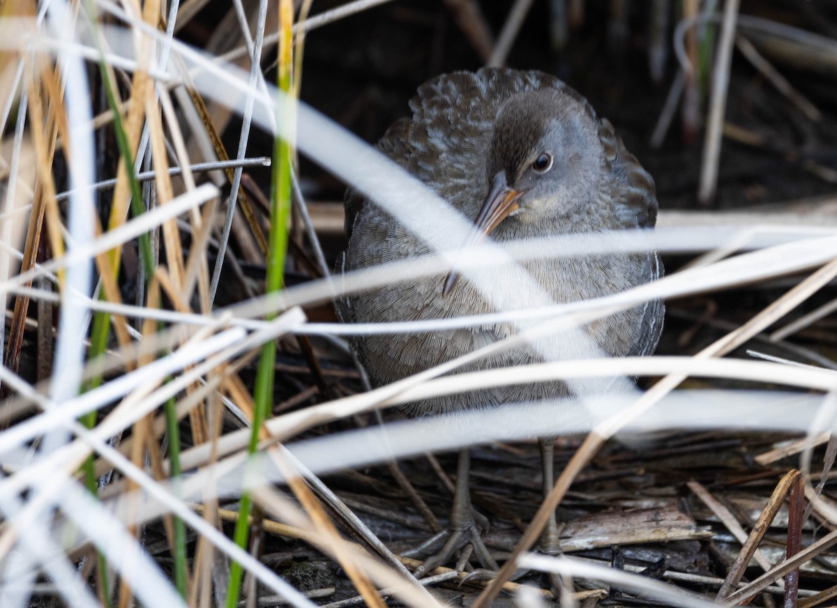 Clapper Rail - Dana Miller