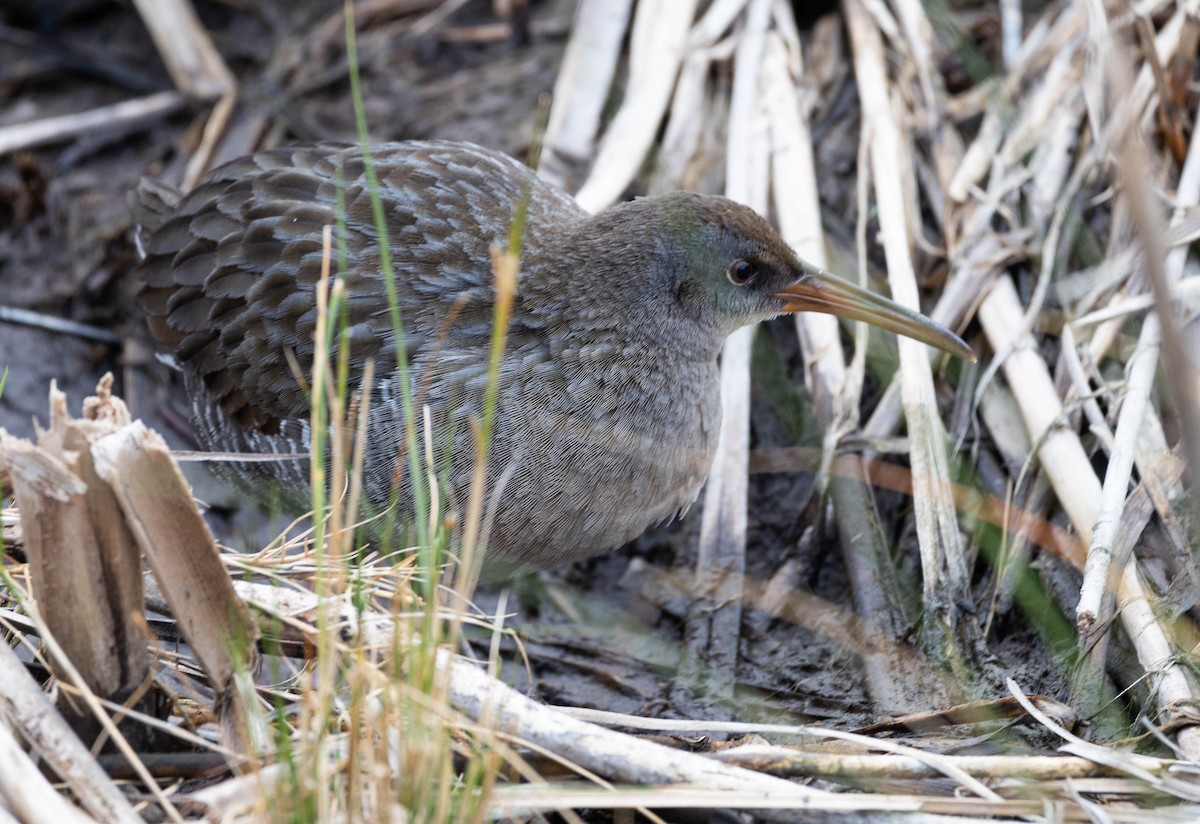 Clapper Rail - ML611227295