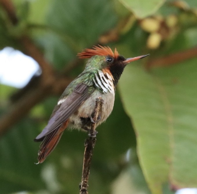 Frilled Coquette - ML611227453