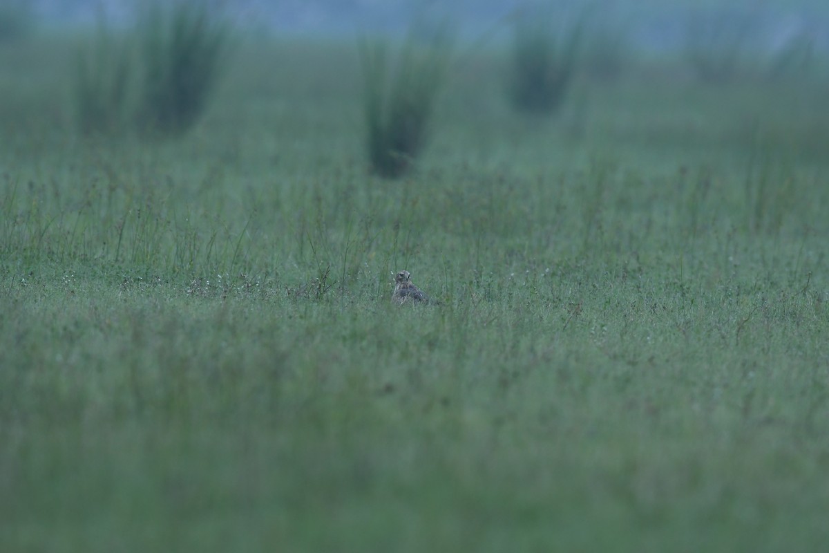 Eastern Marsh Harrier - ML611227466