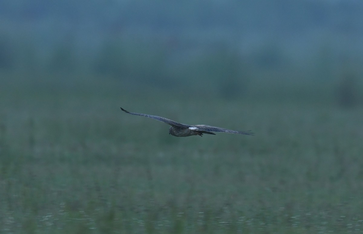 Eastern Marsh Harrier - ML611227481