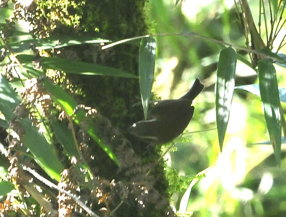 Mountain Wren - ML611227526