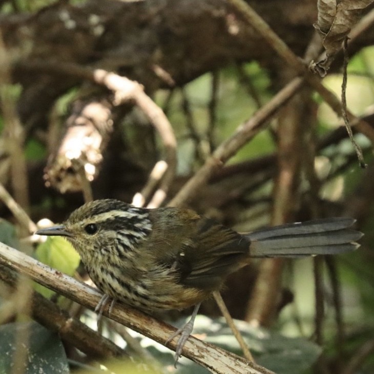 Ochre-rumped Antbird - ML611227723