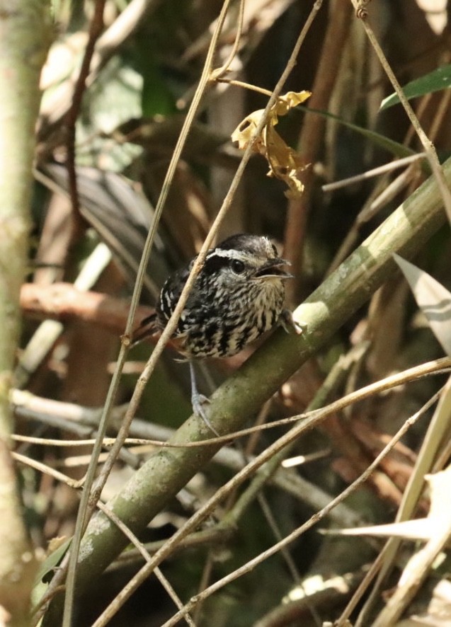 Ochre-rumped Antbird - ML611227760