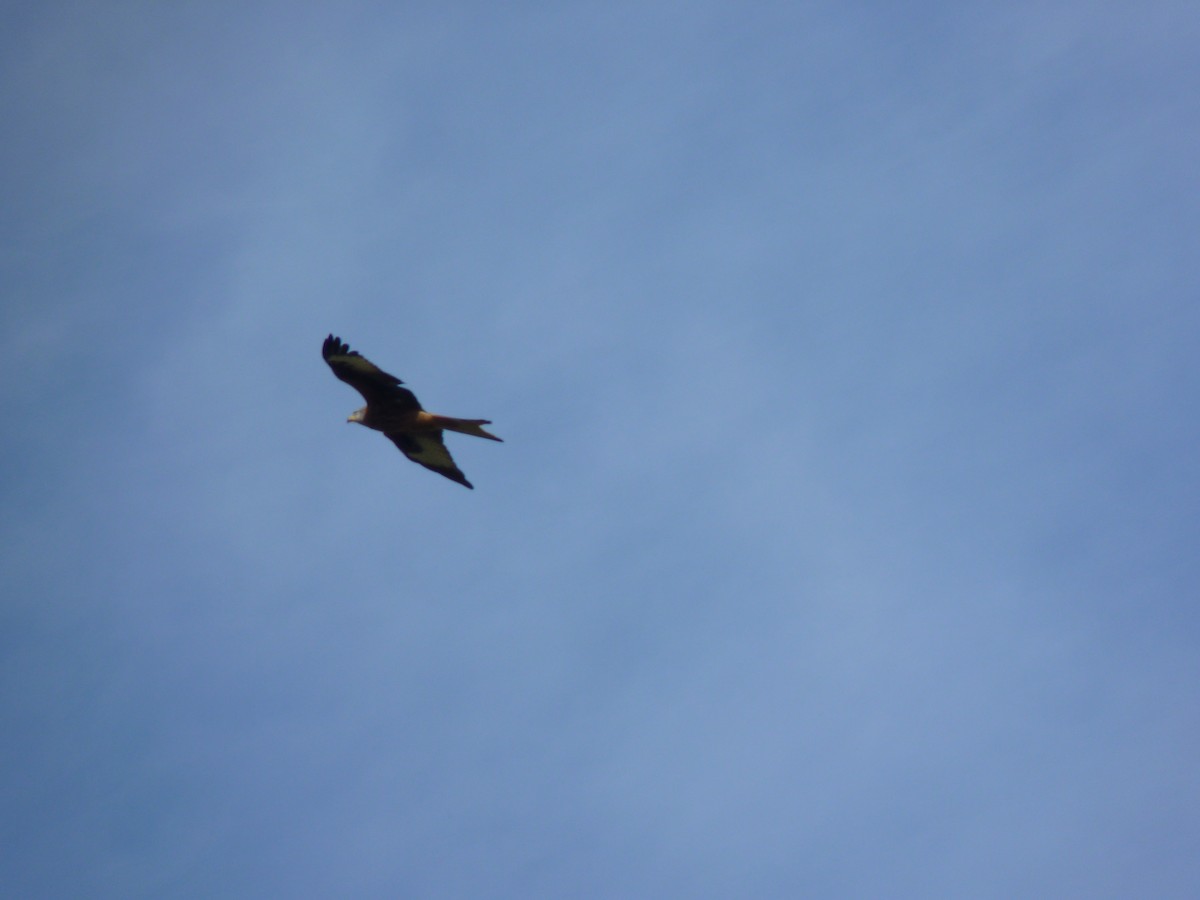 Red Kite - ML611227764