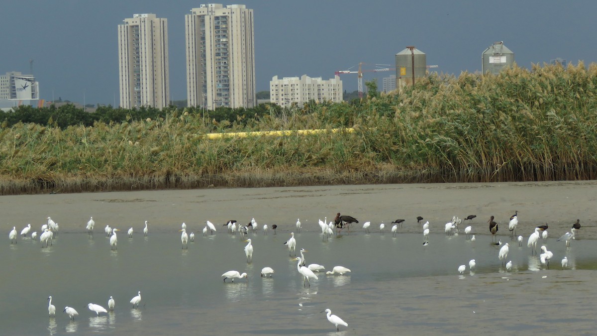 Great Egret - ML611227806