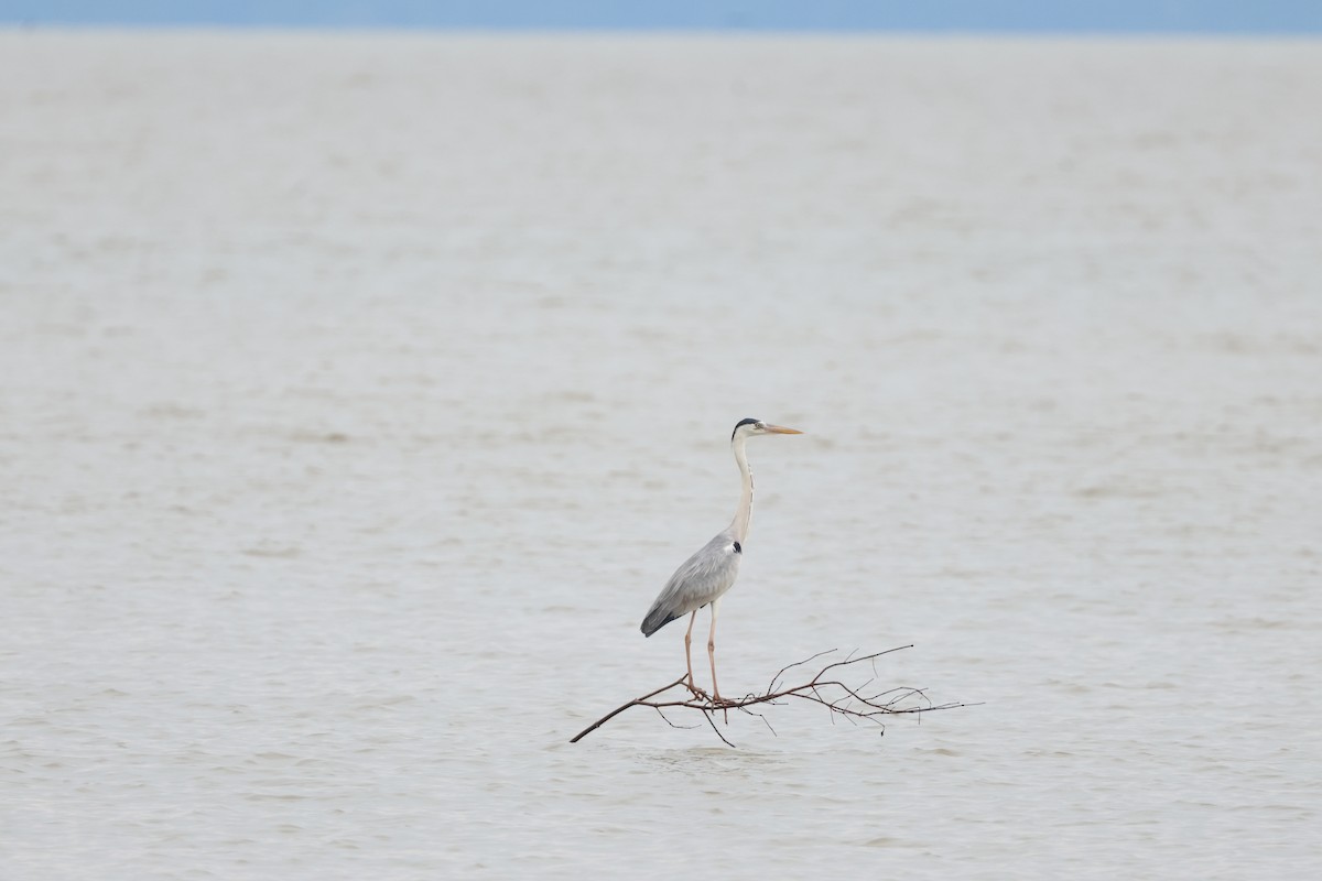 Gray Heron - ML611227928