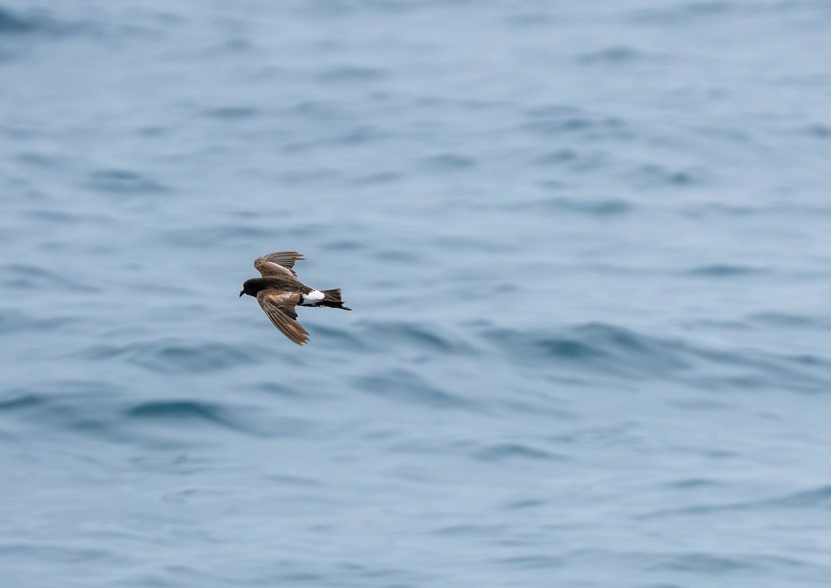 Wilson's Storm-Petrel - ML611227929