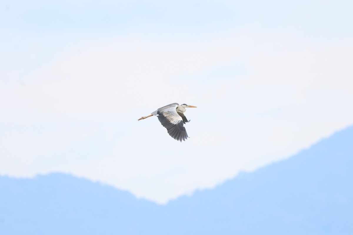 Gray Heron - ML611227932