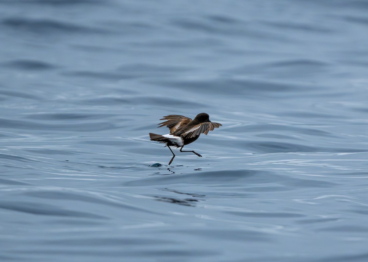 Wilson's Storm-Petrel - ML611227934