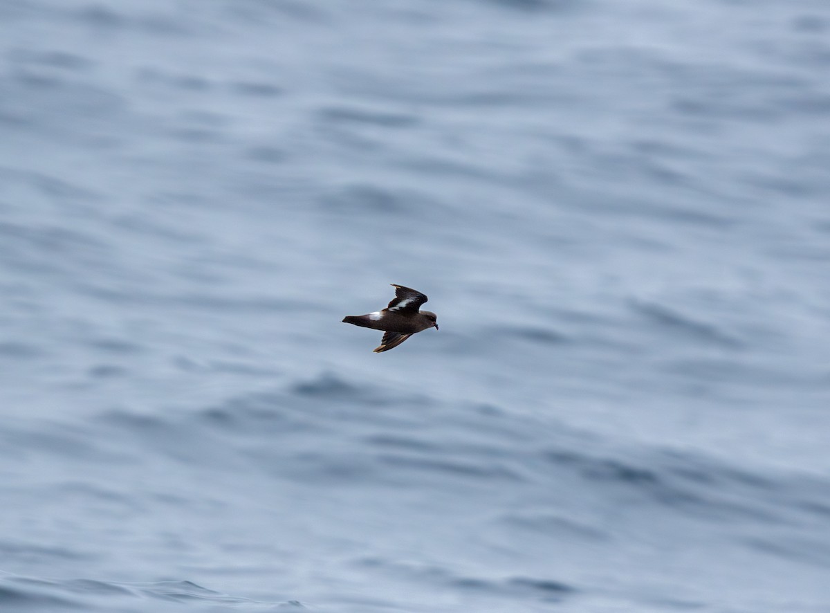 European Storm-Petrel - Miguel Claver Mateos