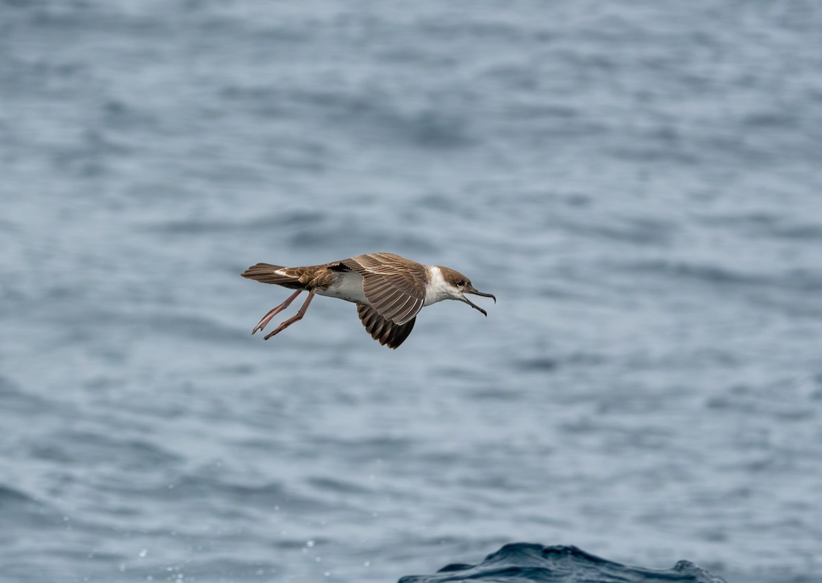 Great Shearwater - ML611227965