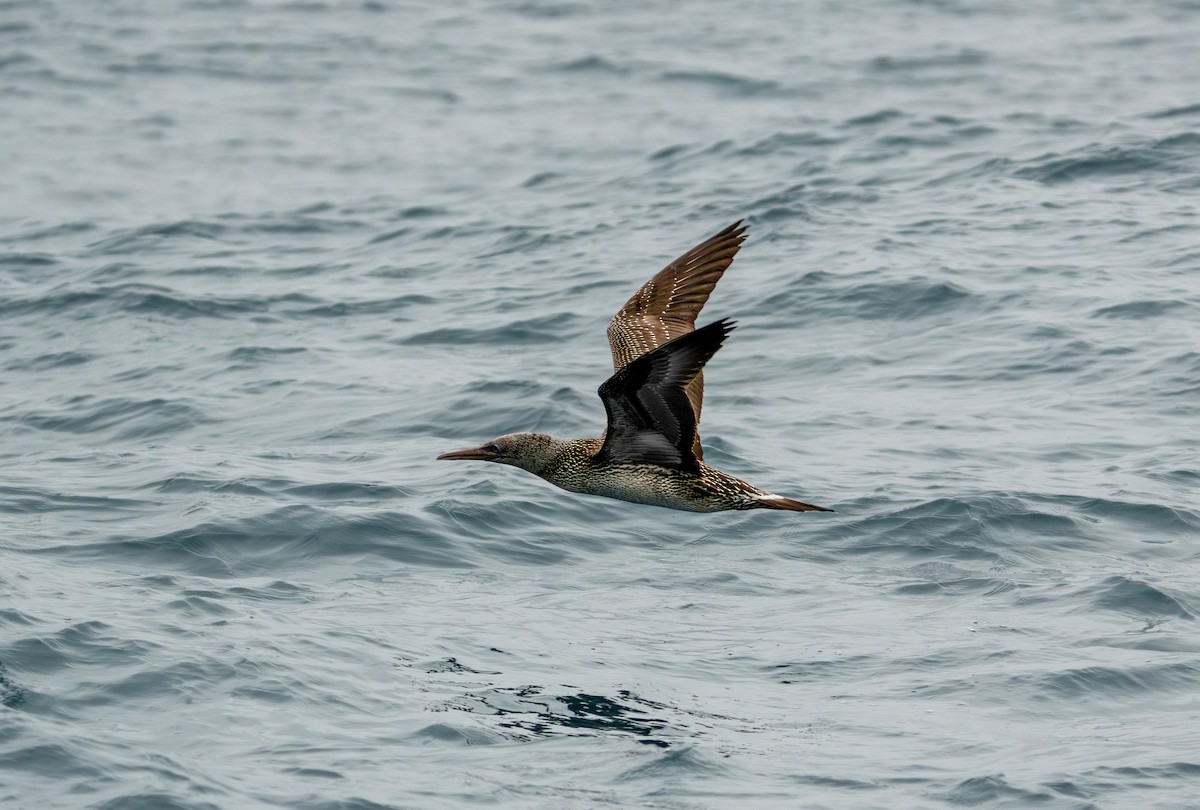 Northern Gannet - ML611227972