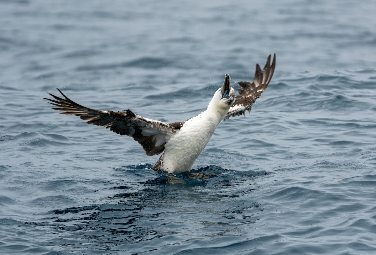 Northern Gannet - ML611227974