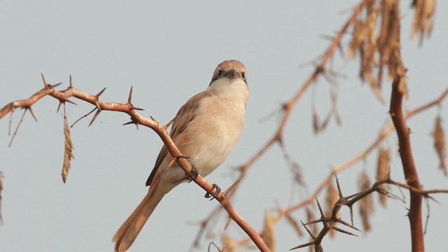 חנקן ערבות - ML611228105