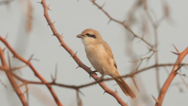 חנקן ערבות - ML611228107