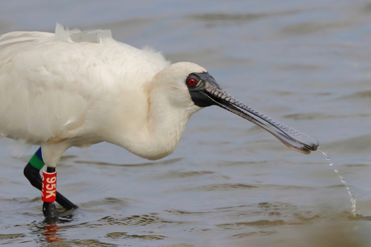 Black-faced Spoonbill - ML611228189