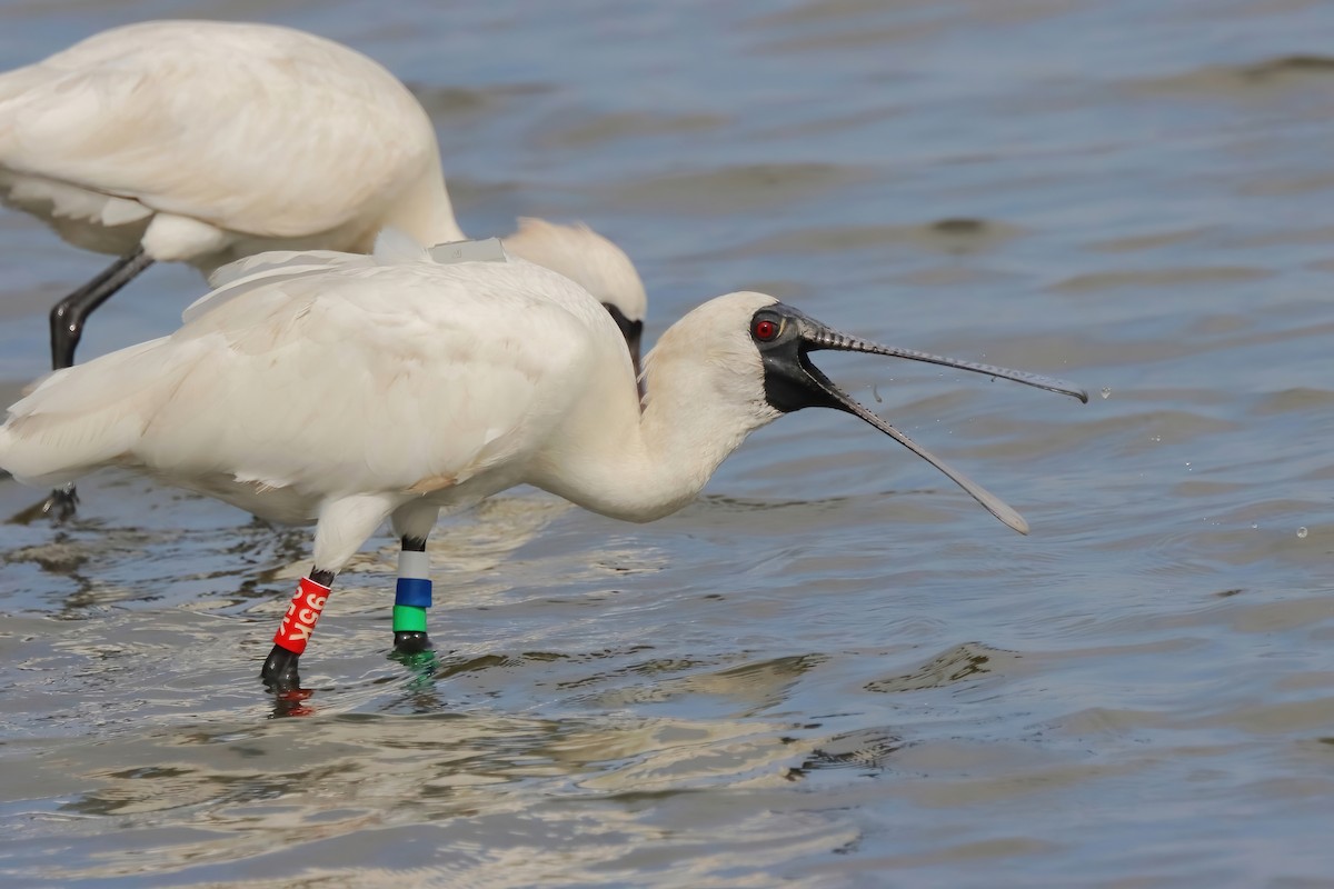 Black-faced Spoonbill - Yi-Cheng Chen