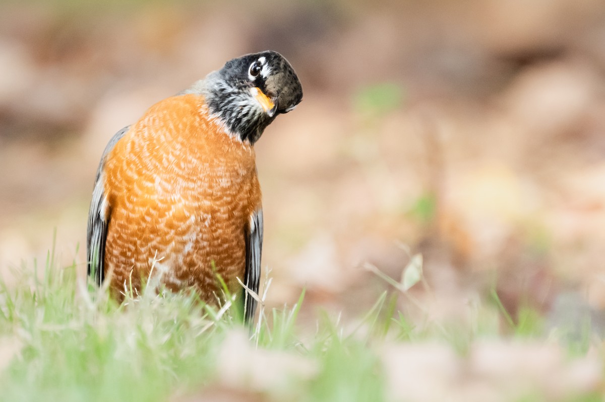 American Robin - ML611228260