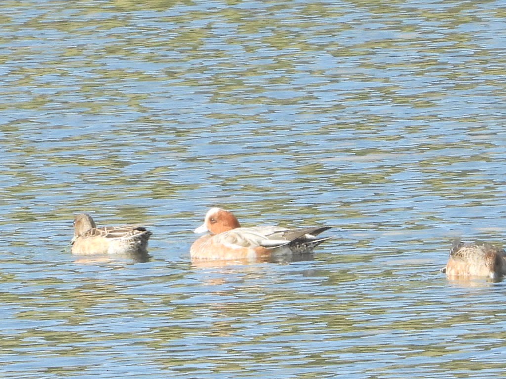 Eurasian Wigeon - ML611228272