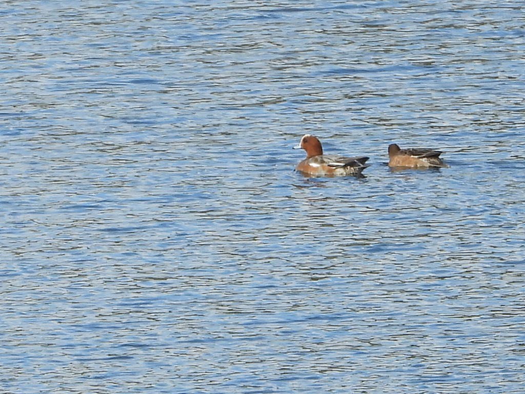 Eurasian Wigeon - ML611228275