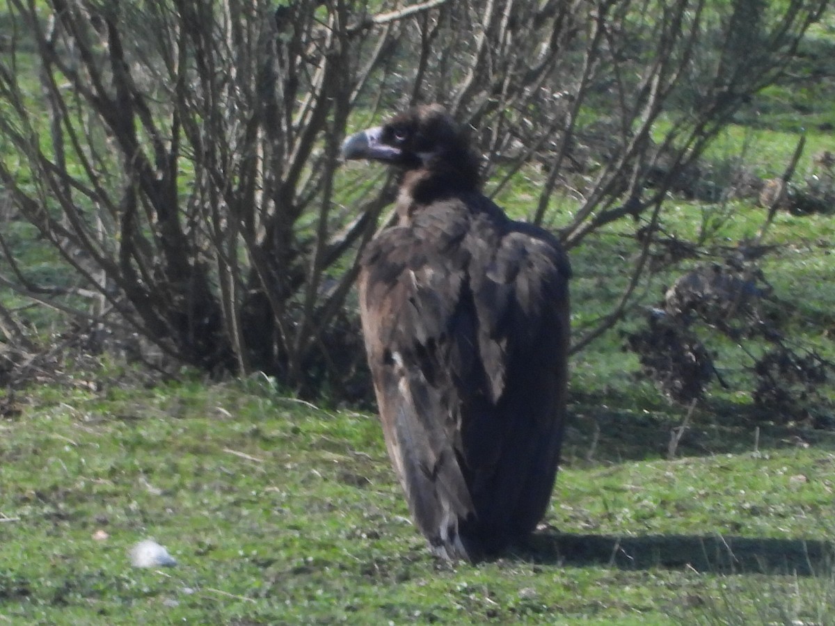 Cinereous Vulture - ML611228307