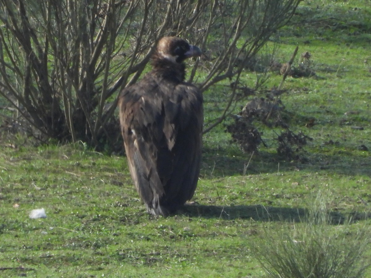 Cinereous Vulture - ML611228314