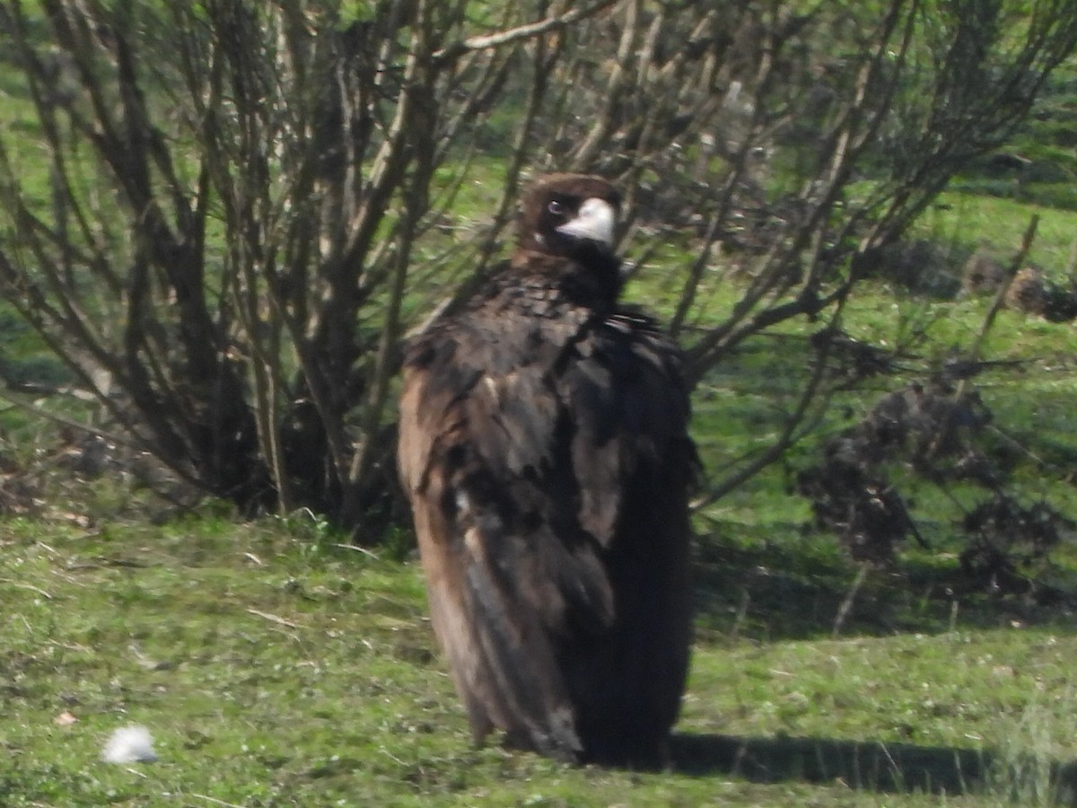 Cinereous Vulture - ML611228322