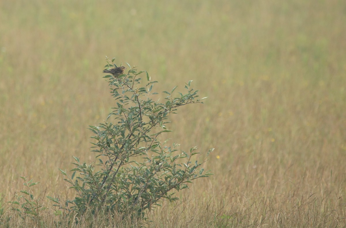 bobolink americký - ML611228335