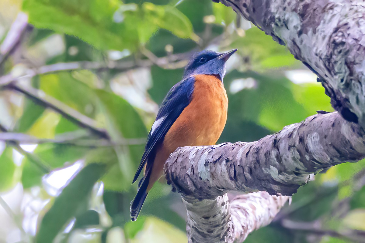 Blue-capped Rock-Thrush - Nitin Nair