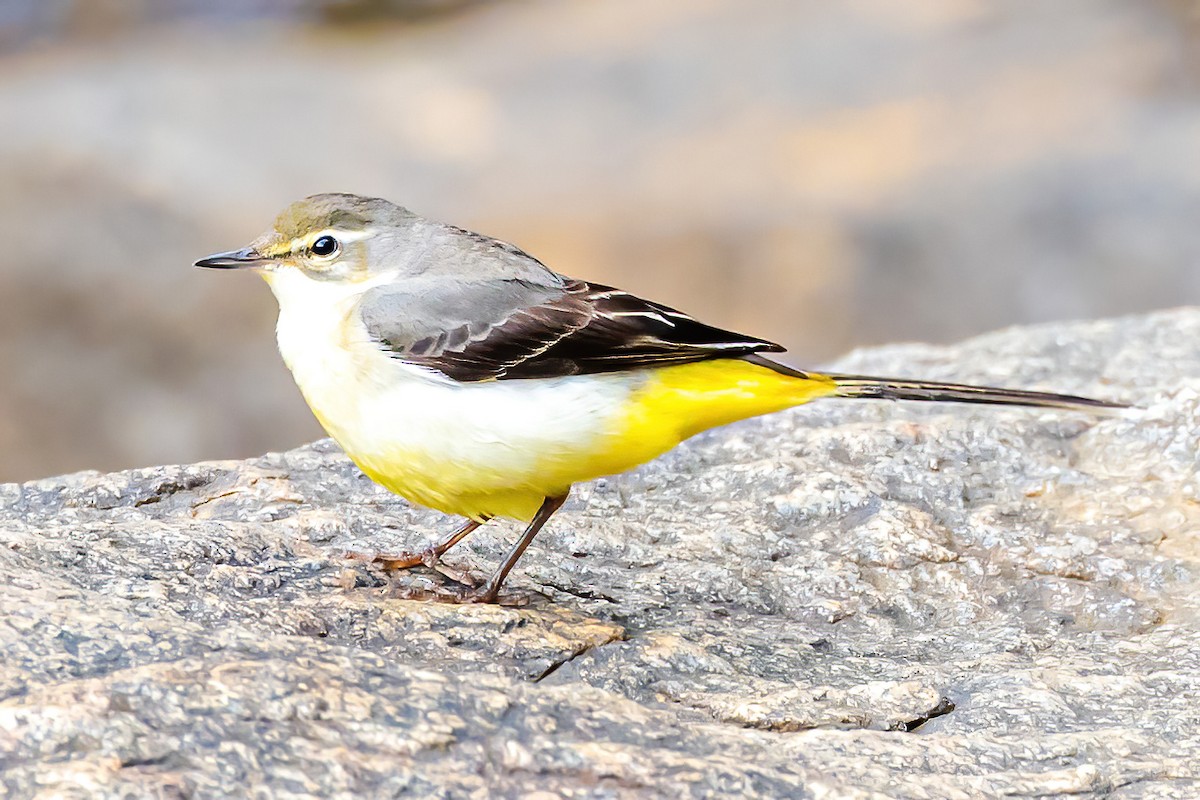 Gray Wagtail - ML611228383