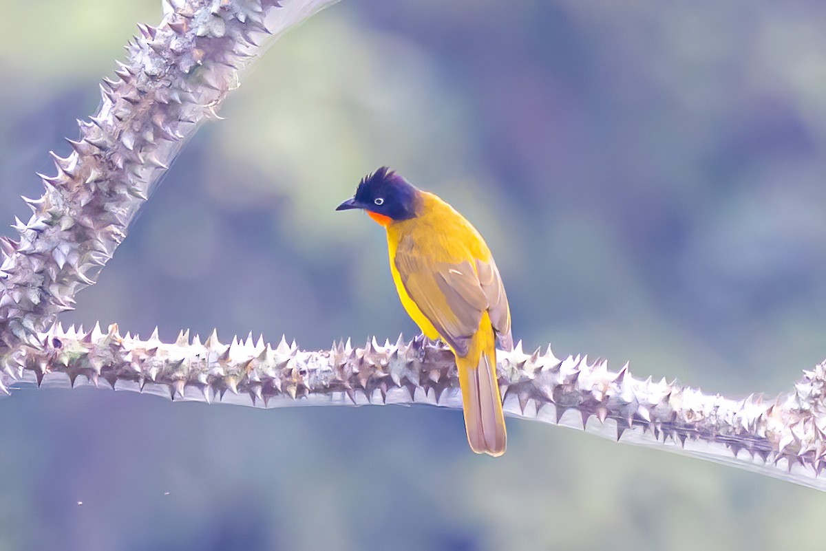 Flame-throated Bulbul - Nitin Nair