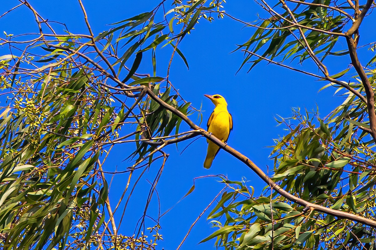 Indian Golden Oriole - ML611228389