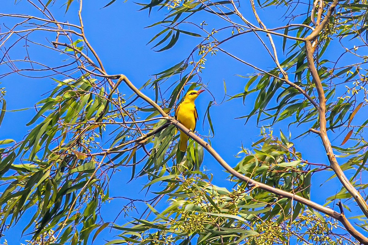 Indian Golden Oriole - ML611228390