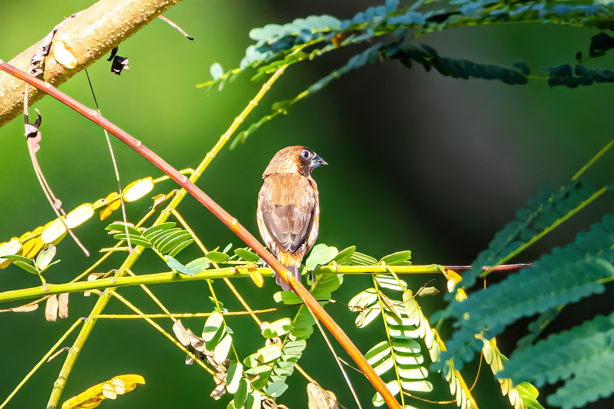 Black-throated Munia - ML611228401