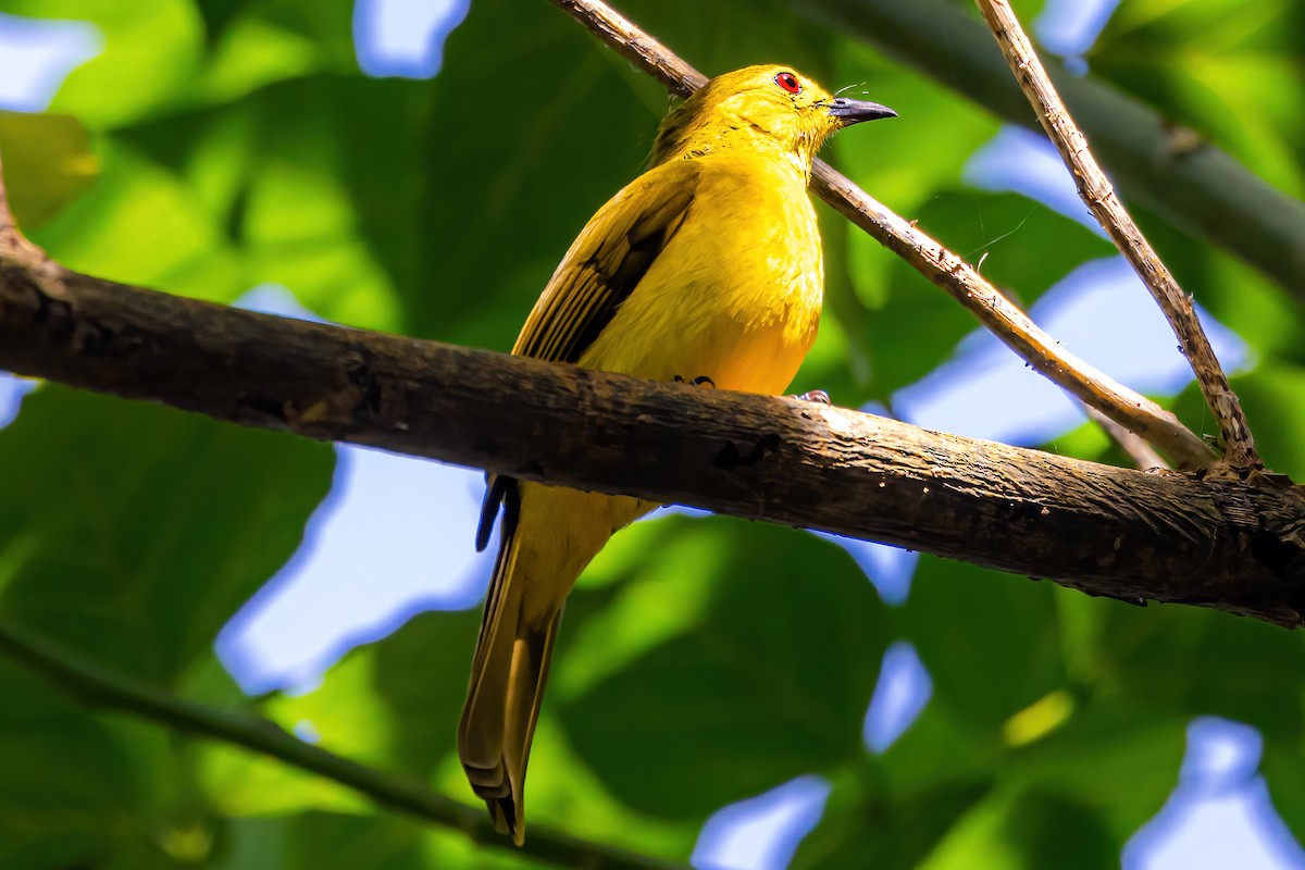 Yellow-browed Bulbul - ML611228407