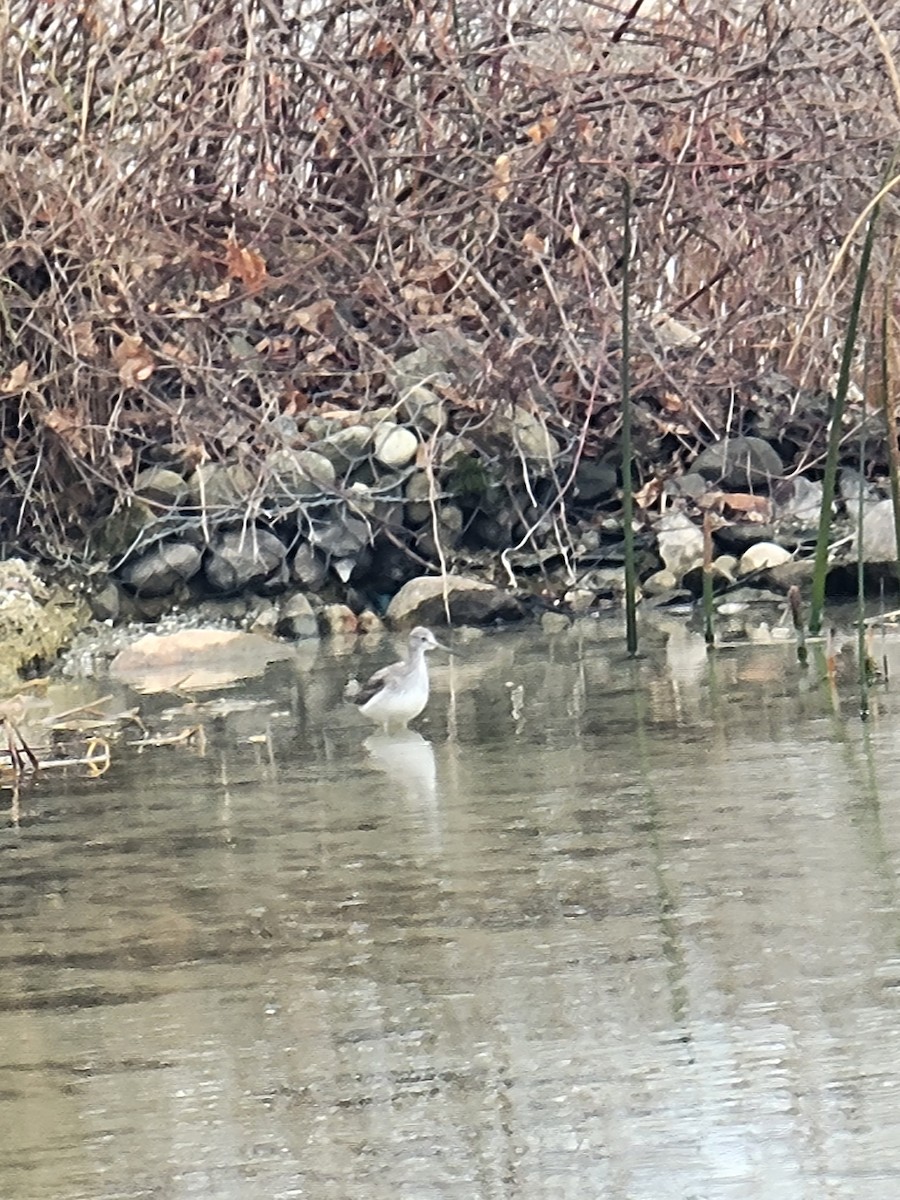 Greater Yellowlegs - ML611228419