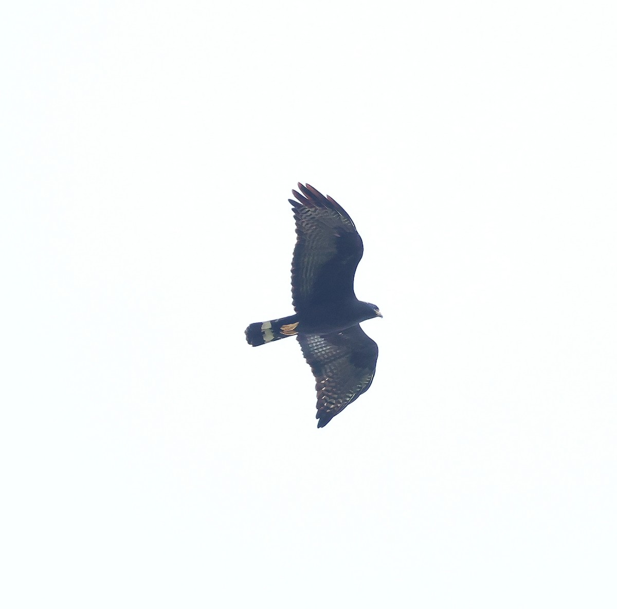 Zone-tailed Hawk - Bob Fogg