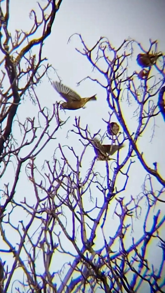 European Greenfinch - ML611228427