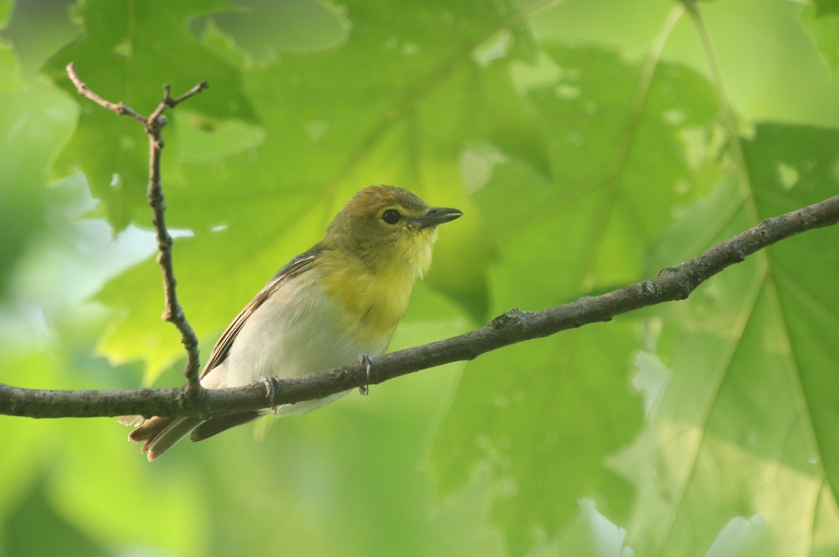 Viréo à gorge jaune - ML611228450